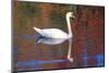 Mute Swan (Cygnus Olor) Swimming in Red Reflection from Sugar Maples in Autumn, Killingworth-Lynn M^ Stone-Mounted Photographic Print