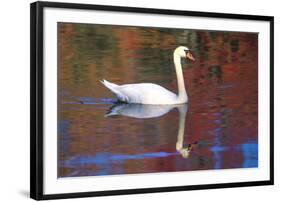 Mute Swan (Cygnus Olor) Swimming in Red Reflection from Sugar Maples in Autumn, Killingworth-Lynn M^ Stone-Framed Photographic Print