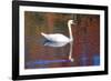 Mute Swan (Cygnus Olor) Swimming in Red Reflection from Sugar Maples in Autumn, Killingworth-Lynn M^ Stone-Framed Photographic Print