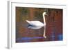 Mute Swan (Cygnus Olor) Swimming in Red Reflection from Sugar Maples in Autumn, Killingworth-Lynn M^ Stone-Framed Photographic Print