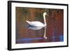 Mute Swan (Cygnus Olor) Swimming in Red Reflection from Sugar Maples in Autumn, Killingworth-Lynn M^ Stone-Framed Photographic Print