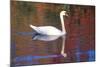 Mute Swan (Cygnus Olor) Swimming in Red Reflection from Sugar Maples in Autumn, Killingworth-Lynn M^ Stone-Mounted Photographic Print