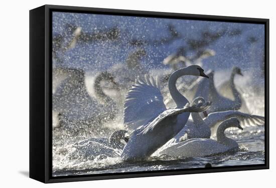 Mute Swan (Cygnus Olor) Taking Off from Flock on Water. Scotland, December-Fergus Gill-Framed Stretched Canvas