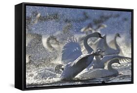 Mute Swan (Cygnus Olor) Taking Off from Flock on Water. Scotland, December-Fergus Gill-Framed Stretched Canvas