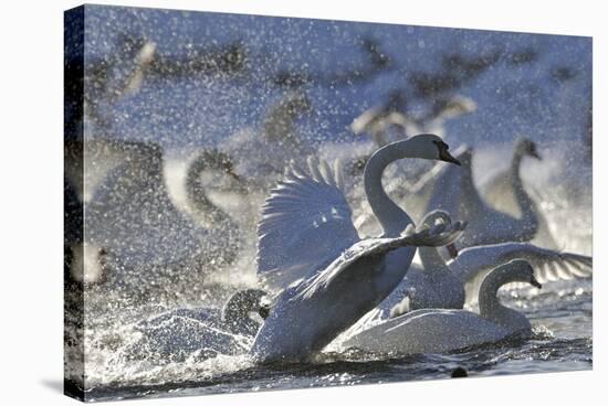 Mute Swan (Cygnus Olor) Taking Off from Flock on Water. Scotland, December-Fergus Gill-Stretched Canvas