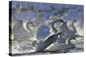 Mute Swan (Cygnus Olor) Taking Off from Flock on Water. Scotland, December-Fergus Gill-Stretched Canvas