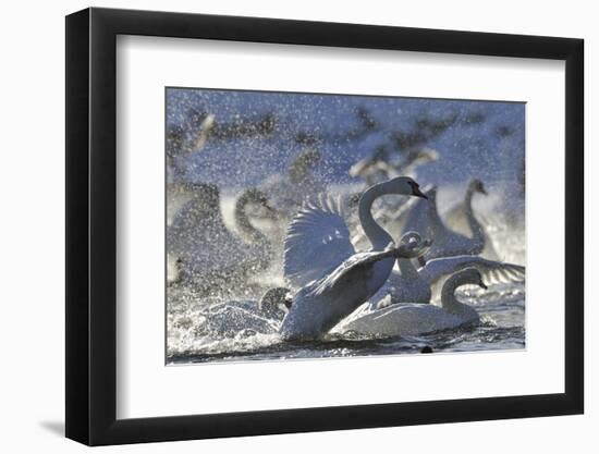 Mute Swan (Cygnus Olor) Taking Off from Flock on Water. Scotland, December-Fergus Gill-Framed Photographic Print