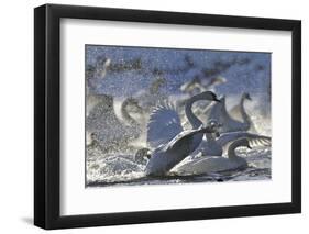 Mute Swan (Cygnus Olor) Taking Off from Flock on Water. Scotland, December-Fergus Gill-Framed Photographic Print
