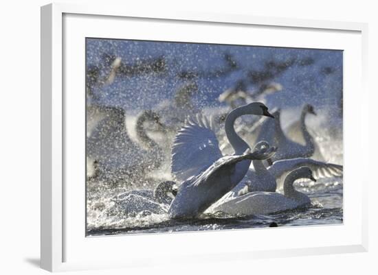 Mute Swan (Cygnus Olor) Taking Off from Flock on Water. Scotland, December-Fergus Gill-Framed Photographic Print