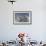 Mute Swan (Cygnus Olor) Taking Off from Flock on Water. Scotland, December-Fergus Gill-Framed Photographic Print displayed on a wall