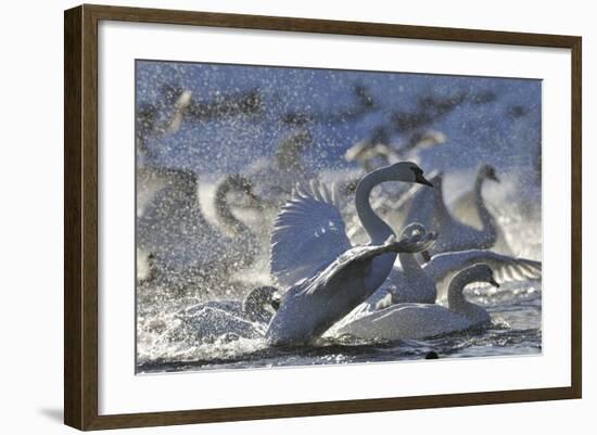 Mute Swan (Cygnus Olor) Taking Off from Flock on Water. Scotland, December-Fergus Gill-Framed Photographic Print