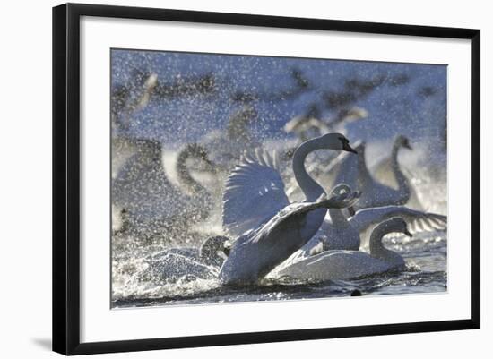 Mute Swan (Cygnus Olor) Taking Off from Flock on Water. Scotland, December-Fergus Gill-Framed Photographic Print