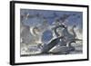Mute Swan (Cygnus Olor) Taking Off from Flock on Water. Scotland, December-Fergus Gill-Framed Photographic Print