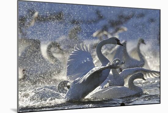 Mute Swan (Cygnus Olor) Taking Off from Flock on Water. Scotland, December-Fergus Gill-Mounted Photographic Print