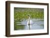 mute swan, Cygnus olor, water, swim, close-up-David & Micha Sheldon-Framed Photographic Print