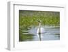 mute swan, Cygnus olor, water, swim, close-up-David & Micha Sheldon-Framed Photographic Print