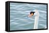 Mute Swan Head-tigidal-Framed Stretched Canvas