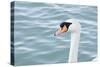 Mute Swan Head-tigidal-Stretched Canvas