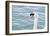 Mute Swan Head-tigidal-Framed Photographic Print