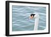 Mute Swan Head-tigidal-Framed Photographic Print