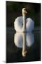 Mute Swan in an Aggressive Display Posture-null-Mounted Photographic Print