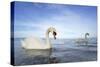 Mute Swan in Water-AndreAnita-Stretched Canvas