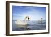 Mute Swan in Water-AndreAnita-Framed Photographic Print