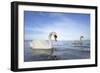 Mute Swan in Water-AndreAnita-Framed Photographic Print