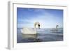 Mute Swan in Water-AndreAnita-Framed Photographic Print