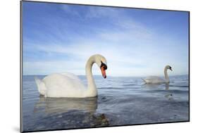 Mute Swan in Water-AndreAnita-Mounted Photographic Print