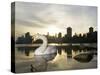 Mute Swan, Lost Lagoon, Stanley Park, British Columbia, Canada-Paul Colangelo-Stretched Canvas