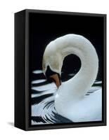 Mute Swan Male Preening, UK-Simon King-Framed Stretched Canvas