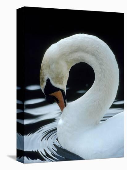 Mute Swan Male Preening, UK-Simon King-Stretched Canvas