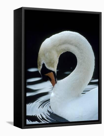 Mute Swan Male Preening, UK-Simon King-Framed Stretched Canvas