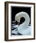 Mute Swan Male Preening, UK-Simon King-Framed Premium Photographic Print