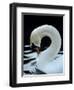 Mute Swan Male Preening, UK-Simon King-Framed Premium Photographic Print