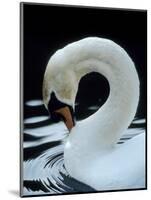 Mute Swan Male Preening, UK-Simon King-Mounted Premium Photographic Print