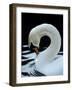 Mute Swan Male Preening, UK-Simon King-Framed Photographic Print