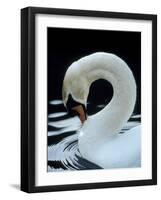 Mute Swan Male Preening, UK-Simon King-Framed Photographic Print