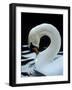 Mute Swan Male Preening, UK-Simon King-Framed Photographic Print