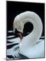 Mute Swan Male Preening, UK-Simon King-Mounted Photographic Print