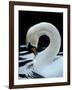 Mute Swan Male Preening, UK-Simon King-Framed Photographic Print