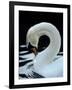 Mute Swan Male Preening, UK-Simon King-Framed Photographic Print