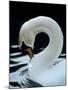 Mute Swan Male Preening, UK-Simon King-Mounted Photographic Print