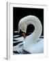 Mute Swan Male Preening, UK-Simon King-Framed Photographic Print