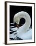 Mute Swan Male Preening, UK-Simon King-Framed Photographic Print