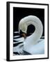 Mute Swan Male Preening, UK-Simon King-Framed Photographic Print