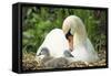 Mute Swan Mother and Cygnets on Nest-null-Framed Stretched Canvas