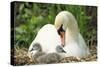 Mute Swan Mother and Cygnets on Nest-null-Stretched Canvas