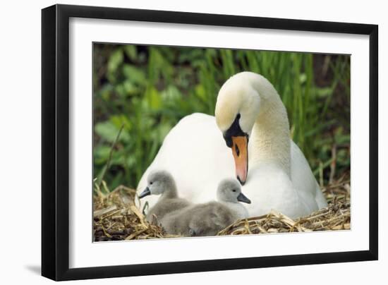 Mute Swan Mother and Cygnets on Nest-null-Framed Photographic Print